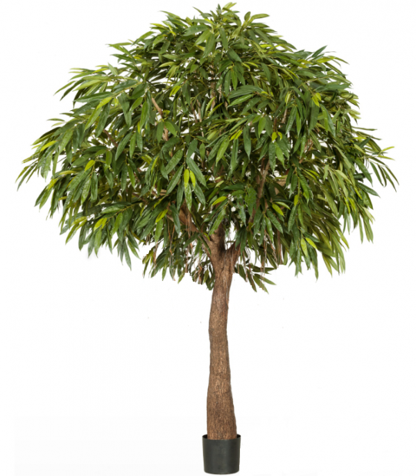 Искусственное дерево Лонгифолия Роял Кабана на толстом стволе