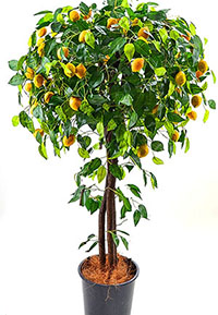Дерево Лимон